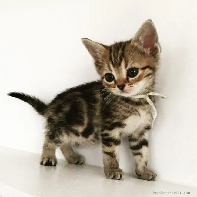ID：1904-00987の子猫