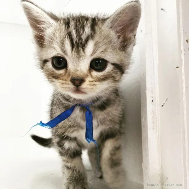 ID:1904-00568の子猫