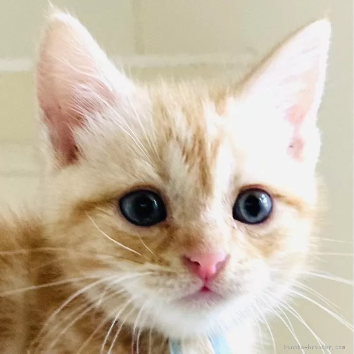 ID:2404-03466の子猫