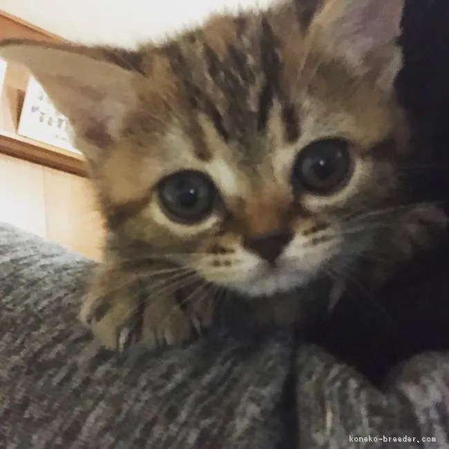 ID:1811-00610の子猫