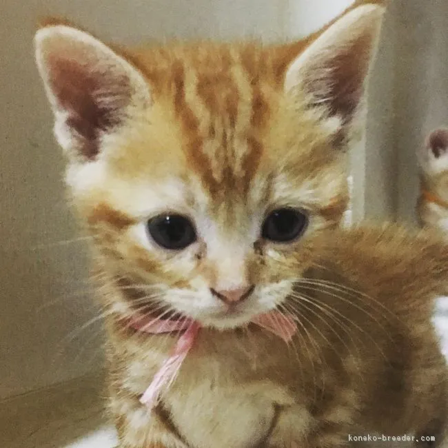 ID:1807-01363の子猫