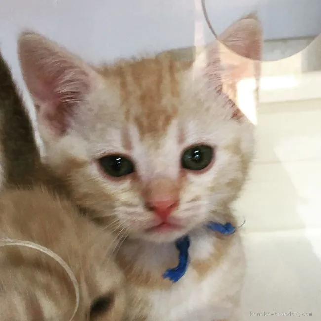 ID：1903-00487の子猫