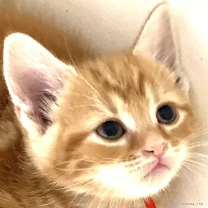 ID：2408-02709の子猫