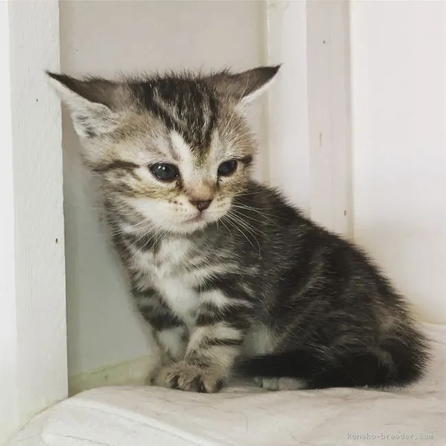 ID：1802-01012の子猫