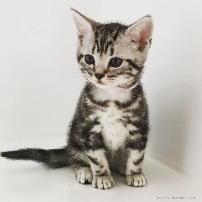 ID：1904-00798の子猫