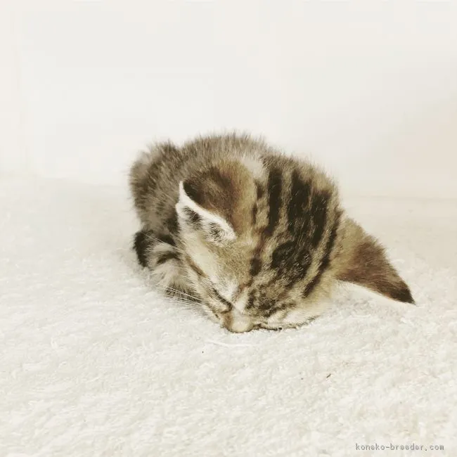 ID:1712-00660の子猫