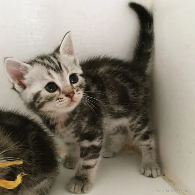 ID:1911-01015の子猫