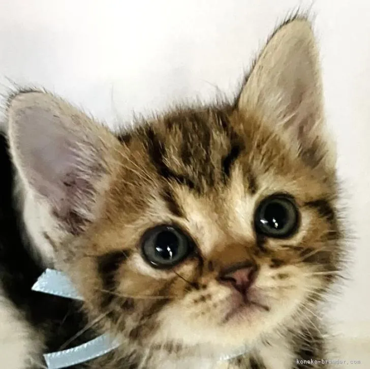 ID：2207-03352の子猫