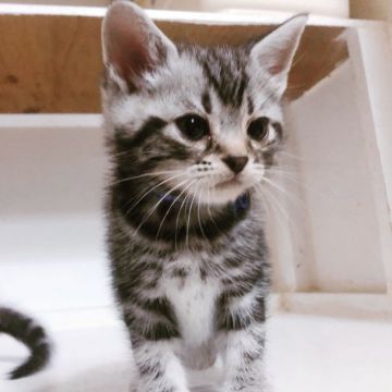 アメリカンショートヘア【千葉県・男の子・2018年9月18日・シルバータビー】の写真「大人しくて、可愛い小さな鳴き声です。」