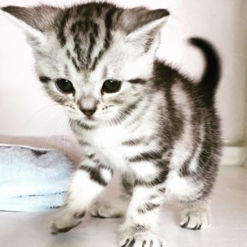 アメリカンショートヘア【千葉県・男の子・2018年1月30日・シルバータビー】の写真「大人しくて、可愛い鳴き声です。」
