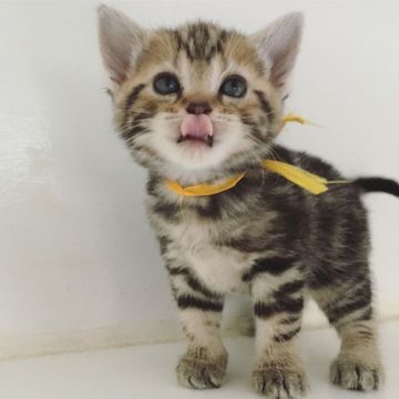 アメリカンショートヘア【千葉県・男の子・2019年11月12日・ブラウンタビー】の写真「元気で好奇心旺盛！抱っこを嫌がらない人懐こさ！」