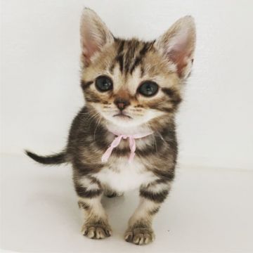 アメリカンショートヘア【千葉県・男の子・2019年2月6日・シルバータビー】の写真「小柄で元気で人懐こく衣服を登って肩に乗ります！」