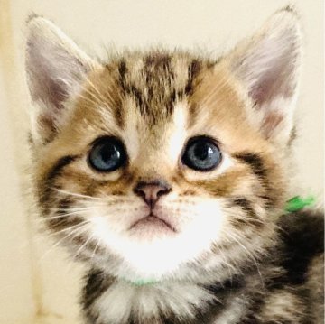 アメリカンショートヘア【千葉県・男の子・2024年3月12日・ブラウンタビー】の写真「元気で人懐こい！」