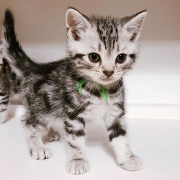 アメリカンショートヘア【千葉県・男の子・2018年9月18日・シルバータビー】の写真「大人しくて、可愛い小さな鳴き声です。」