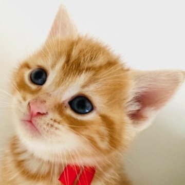 アメリカンショートヘア【千葉県・男の子・2024年3月12日・レッドタビー】の写真「元気で人懐こい！」