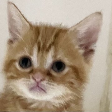 アメリカンショートヘア【千葉県・男の子・2024年7月8日・レッドタビー】の写真「元気で人懐こい！」