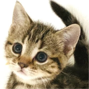 アメリカンショートヘア【千葉県・男の子・2024年6月28日・ブラウンタビー】の写真「元気で人懐こい！」