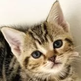 アメリカンショートヘア【千葉県・女の子・2024年7月8日・ブラウンタビー】の写真1