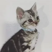 アメリカンショートヘア【千葉県・男の子・2019年2月26日・シルバータビー】の写真2