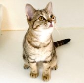 アメリカンショートヘア【・女の子・2022年6月16日・ブラウンパッチドタビー】