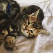 アメリカンショートヘア【千葉県・男の子・2018年3月31日・ブラウンタビー】の写真3