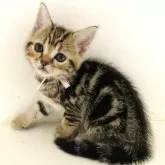 アメリカンショートヘア【千葉県・女の子・2024年7月8日・ブラウンタビー】の写真3