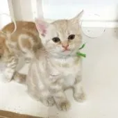 アメリカンショートヘア【千葉県・男の子・2019年2月2日・クリームタビー】の写真3