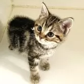 アメリカンショートヘア【千葉県・男の子・2024年7月17日・ブラウンタビー】の写真3