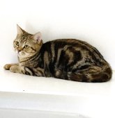 アメリカンショートヘア【・女の子・2022年6月16日・ブラウンパッチドタビー】