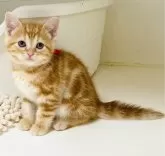 アメリカンショートヘア【千葉県・男の子・2024年3月19日・レッドタビー】の写真3