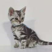 アメリカンショートヘア【千葉県・男の子・2019年2月26日・シルバータビー】の写真4