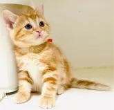 アメリカンショートヘア【千葉県・男の子・2024年3月19日・レッドタビー】の写真4