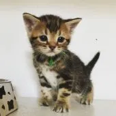 アメリカンショートヘア【千葉県・男の子・2018年3月31日・ブラウンタビー】の写真4