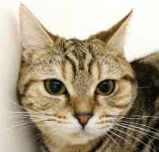 アメリカンショートヘア【・女の子・2022年6月16日・ブラウンパッチドタビー】