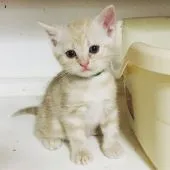 アメリカンショートヘア【千葉県・男の子・2019年2月2日・クリームタビー】の写真4