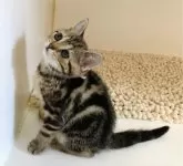 アメリカンショートヘア【千葉県・女の子・2024年3月21日・ブラウンタビー】の写真5