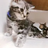 アメリカンショートヘア【千葉県・男の子・2018年9月18日・シルバータビー】の写真5