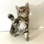 アメリカンショートヘア【千葉県・女の子・2025年4月4日・ブラウンパッチドタビー】の写真11