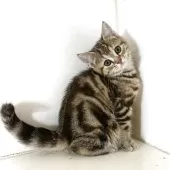 アメリカンショートヘア【千葉県・女の子・2025年7月18日・ブラウンパッチドタビー】の写真11