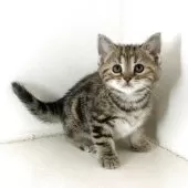 アメリカンショートヘア【千葉県・男の子・2025年9月26日・ブラウンパッチドタビー】の写真12