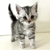 アメリカンショートヘア【千葉県・女の子・2025年1月10日・シルバーパッチドタビー】の写真12