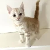 アメリカンショートヘア【千葉県・男の子・2025年7月25日・クリームタビー】の写真13