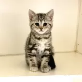 アメリカンショートヘア【千葉県・女の子・2025年7月4日・シルバーパッチドタビー】の写真14