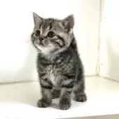 アメリカンショートヘア【千葉県・女の子・2025年10月24日・ブラウンタビー】の写真14