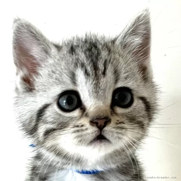 ID:2502-02503の子猫