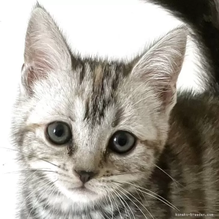 I 様のお迎えした子猫