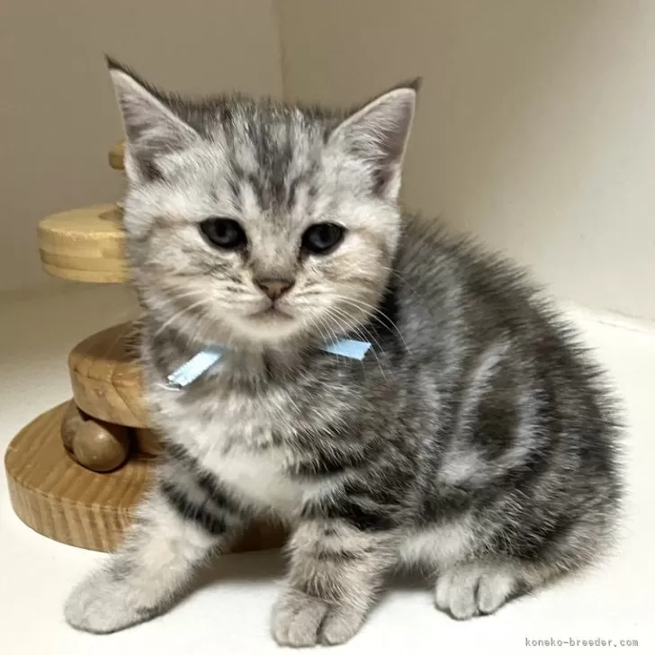 ID:2501-00323の子猫