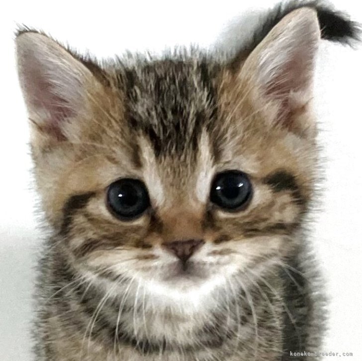 T.S 様のお迎えした子猫