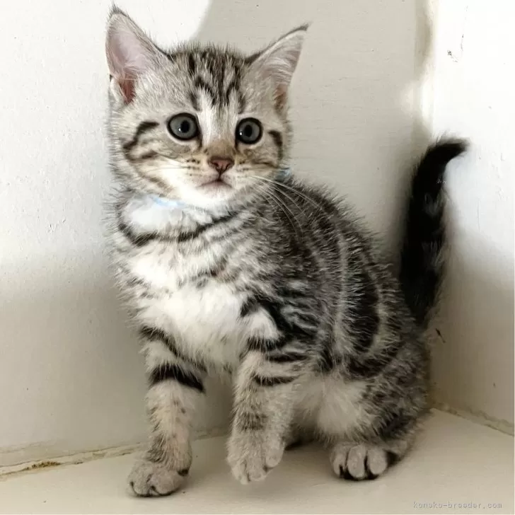 ID:2501-01964の子猫