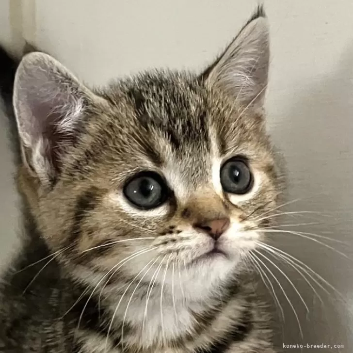 アメリカンショートヘア【千葉県・女の子・2025年10月3日・ブラウンパッチドタビー】の写真1